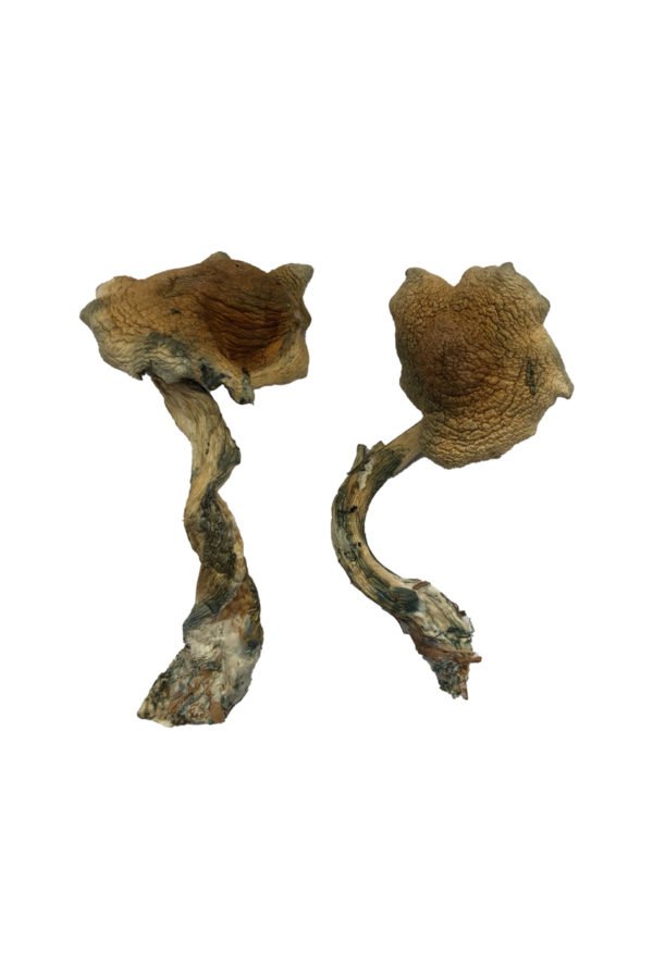 Alacabenzi Magic Mushrooms - Image 2