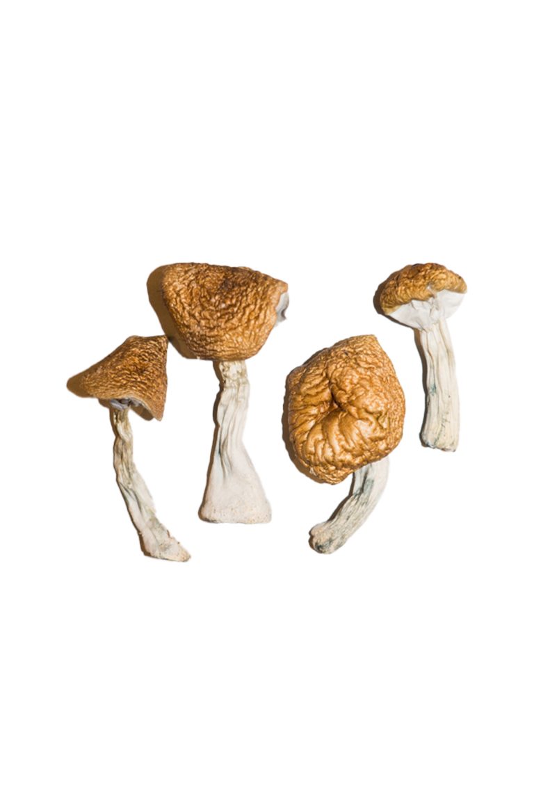 Burmese-Magic-Mushrooms-2-768x1152-1.jpg