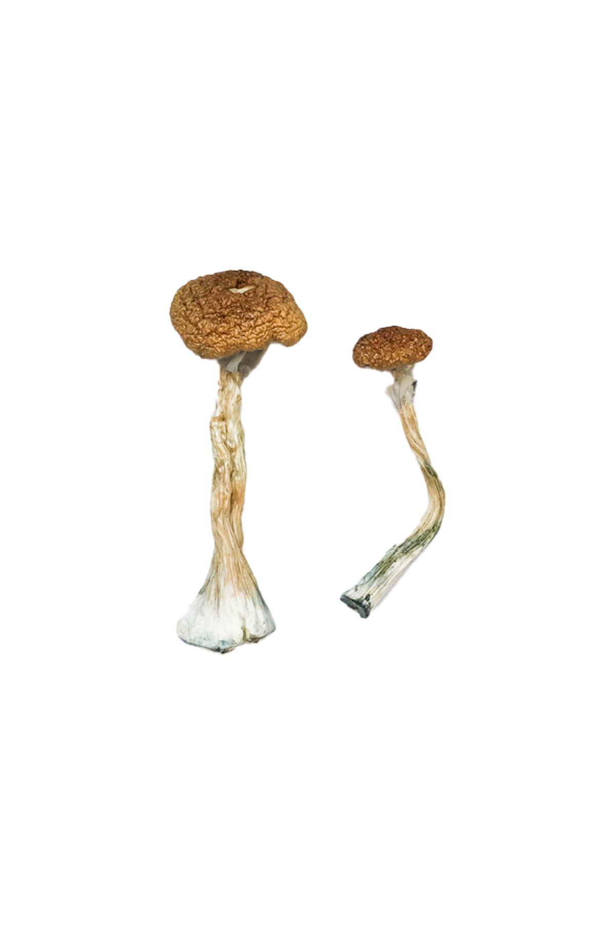 Puerto-Rican-Magic-Mushrooms.jpg