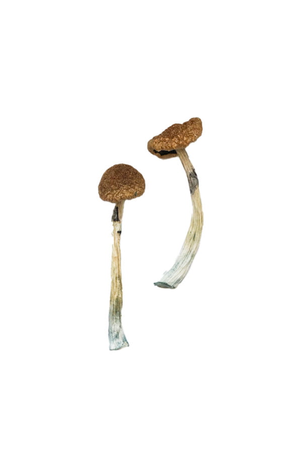 Puerto-Rican-Shrooms-600x900-1.jpg