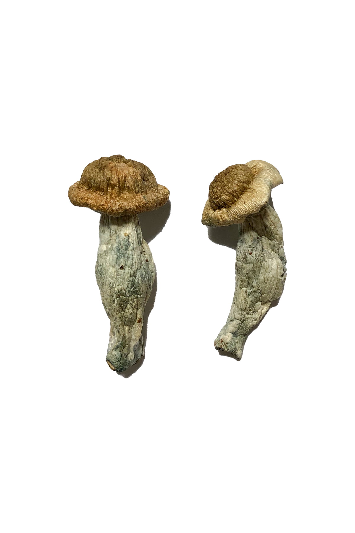 Shepherds-Cut-Penis-Envy-Magic-Mushrooms.jpg