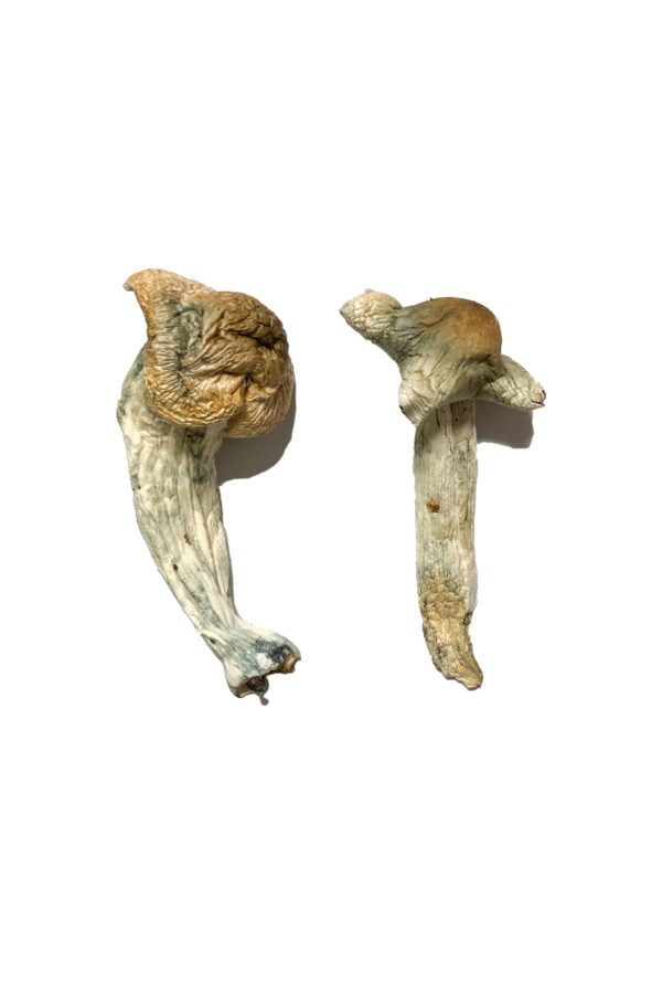 Shepherds-Cut-Penis-Envy-Shrooms-600x900-1.jpg
